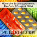 Männliche Seidenraupenmotte, Die Orale Flüssigkeit Nährt new01